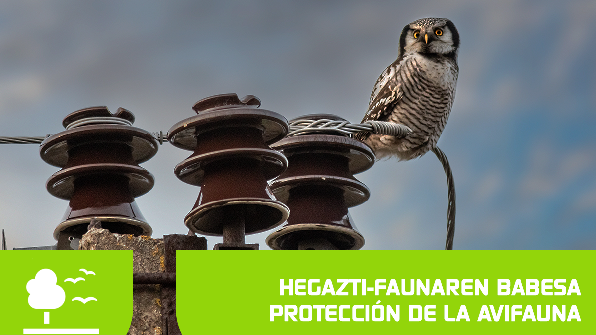 Protección aves